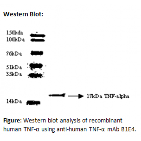 mAb anti-Human TNF-α, B1E4, Detector