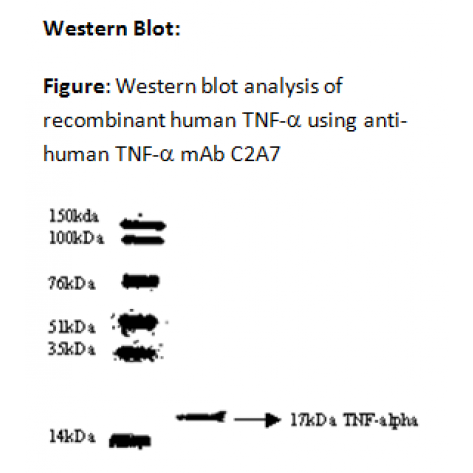 mAb anti-Human TNF-α, C2A7