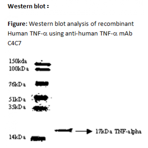 mAb anti-Human TNF-α, C4C7