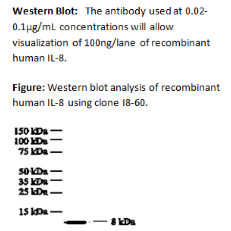 mAb anti-Human IL-8, I8-60, Detector