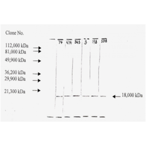 mAb anti-Human bFGF, F-343