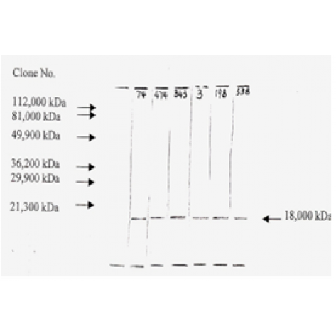 mAb anti-Human bFGF, F-474