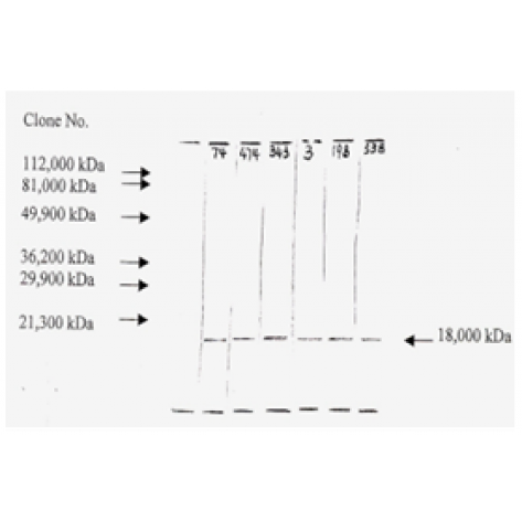 mAb anti-Human bFGF, F-3