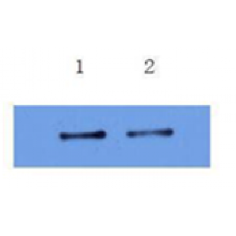 mAb anti-Human IL-6, 2E10