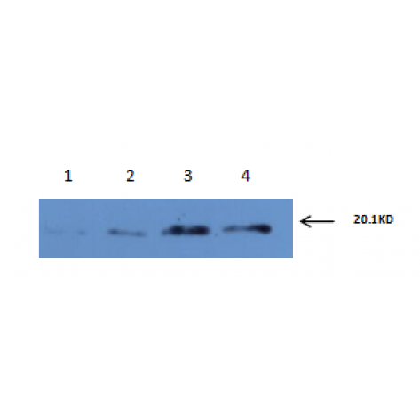 mAb anti-Human IL-6, 1B6