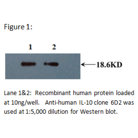 mAb anti-Human IL-10, 6D2