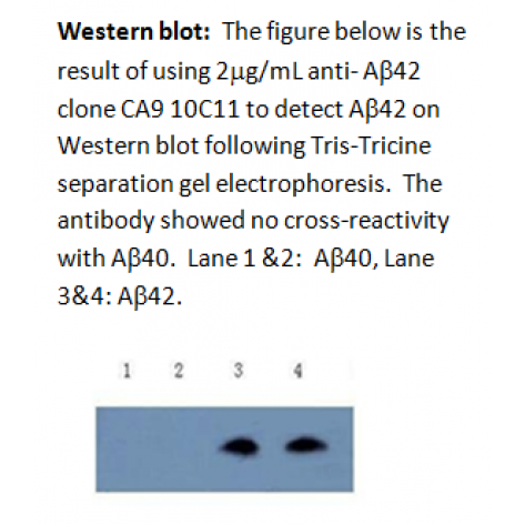 mAb anti-Amyloid β Peptide 42, CA9 10C11, Detector