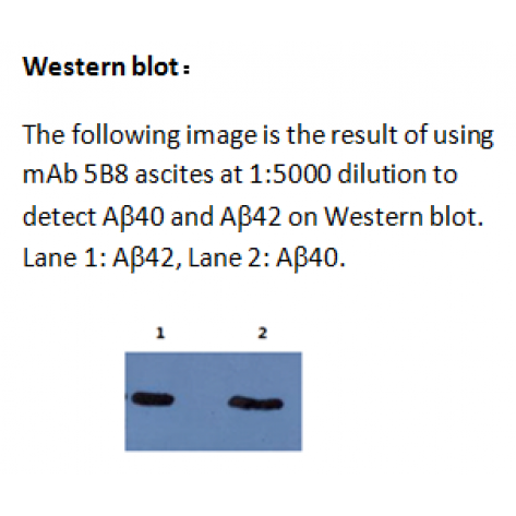 mAb anti-Amyloid β Peptide N-terminal, NT 5B8, Capture