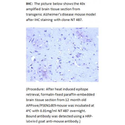 mAb anti-Amyloid β Peptide N-terminal, NT 4B7