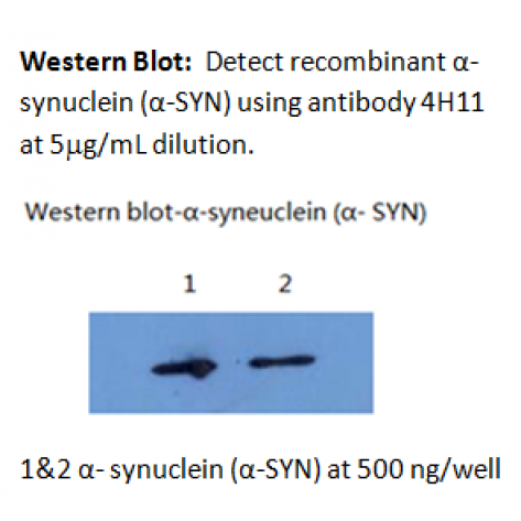 mAb anti-Human α-Synuclein, 4H11