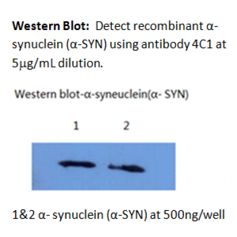 mAb anti-Human α-Synuclein, 4C1