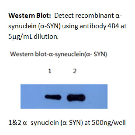 mAb anti-Human α-Synuclein, 4B4