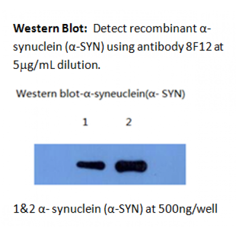 mAb anti-Human α-Synuclein, 8F12