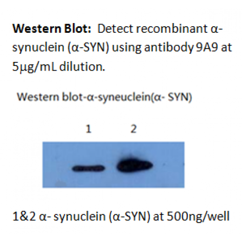 mAb anti-Human α-Synuclein, 9A9
