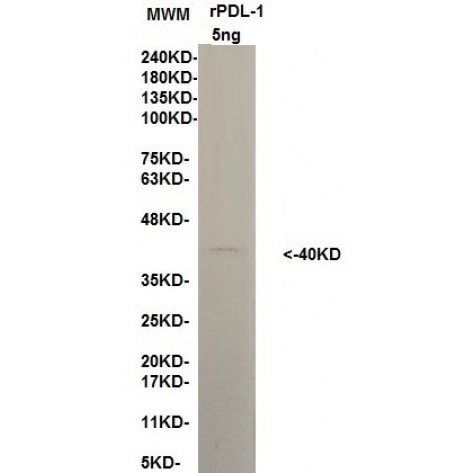 mAb anti Human PD-L1, clone 10B12