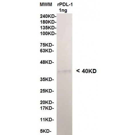 mAb anti Human PD-L1 clone 12B4, Detector