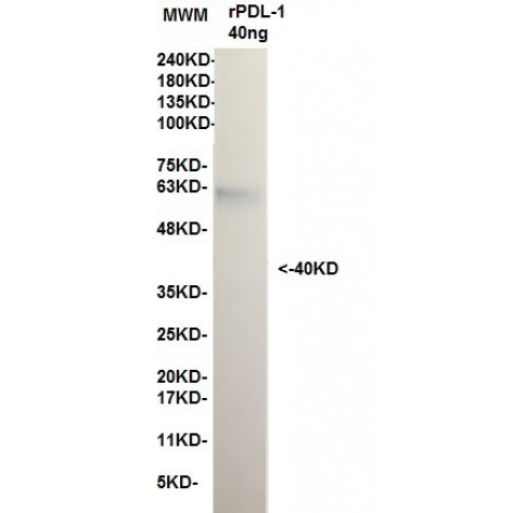 mAb anti Human PD-L1 clone 12D9