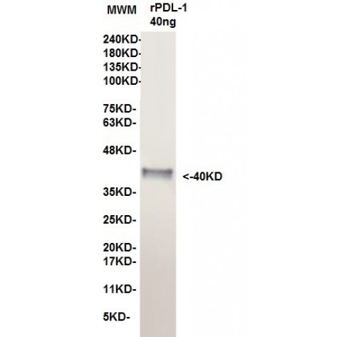 mAb anti Human PD-L1 clone 15F2