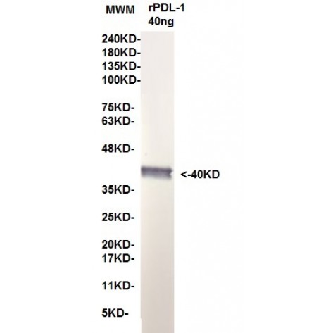 mAb anti Human PD-L1 clone 15G3, Capture