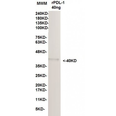 mAb anti Human PD-L1, clone 6A5